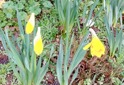 Daffodils