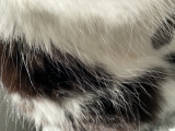 Fur close-up