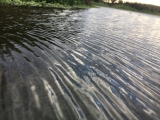 Ripples on puddle