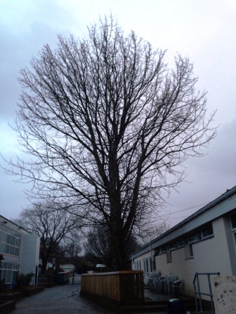 Tree2