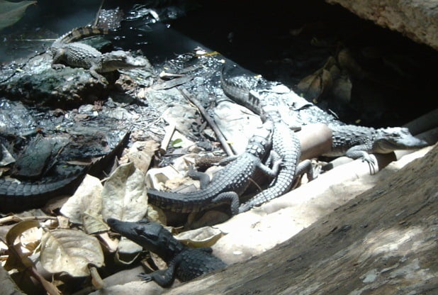 Gambia9