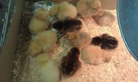chick1