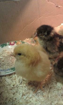chick2