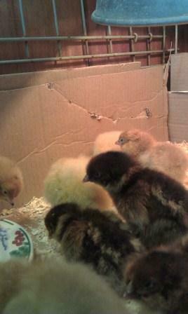chick3