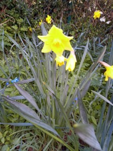 Harry Patch Garden 3